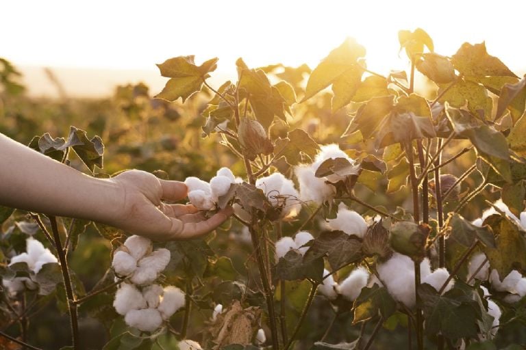 Koks yra augalas, kurio turėtumėte vengti turėti savo namuose, nes jis pritraukia blogą energiją, pasak Feng Shui