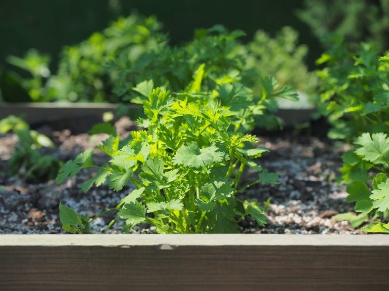 Tai yra 5 idealūs aromatiniai augalai, kuriuos galima sėti gegužės mėnesį ir turėti prieskonių virtuvėje 365 dienas per metus