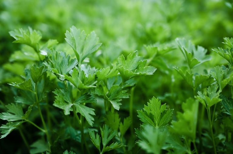 Tai yra 5 idealūs aromatiniai augalai, kuriuos galima sėti gegužės mėnesį ir turėti prieskonių virtuvėje 365 dienas per metus
