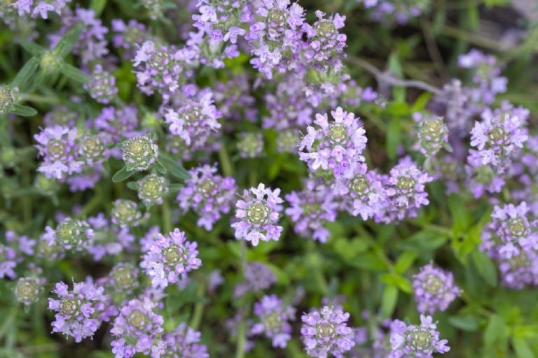 Tai yra 5 idealūs aromatiniai augalai, kuriuos galima sėti gegužės mėnesį ir turėti prieskonių virtuvėje 365 dienas per metus