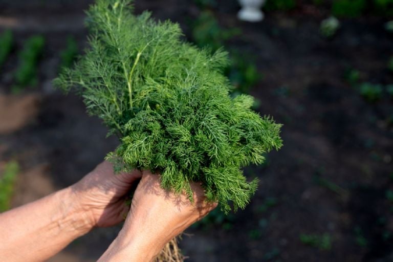 Tai yra 5 idealūs aromatiniai augalai, kuriuos galima sėti gegužės mėnesį ir turėti prieskonių virtuvėje 365 dienas per metus