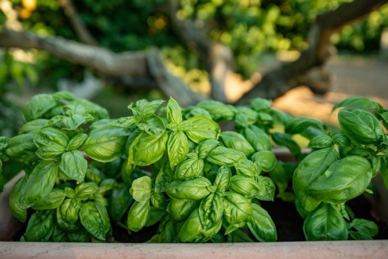 Tai yra 5 idealūs aromatiniai augalai, kuriuos galima sėti gegužės mėnesį ir turėti prieskonių virtuvėje 365 dienas per metus