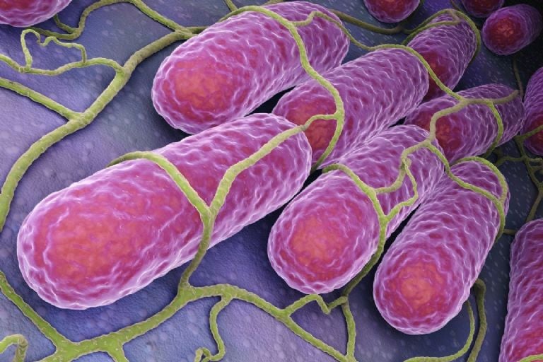 Pomidorai su SALMONELLA: įspėjimas apie pavojų sveikatai, paskelbtas aptikus užterštų pomidorų daugiau nei 3 valstijose