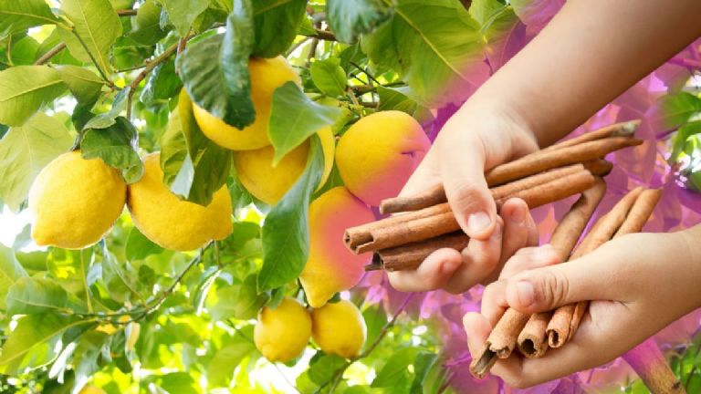 Natūralios citrinmedžio trąšos su cinamonu