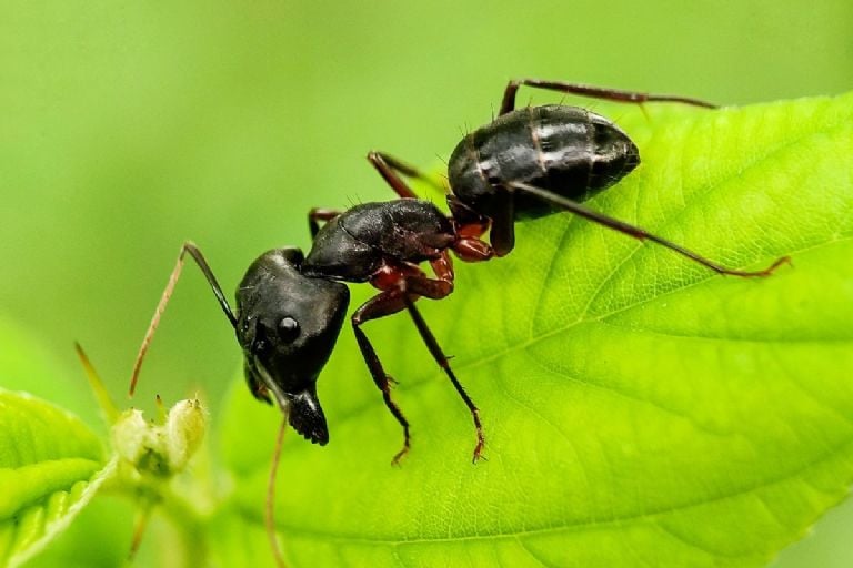 Atbaidykite skruzdes nuo savo sodo amžinai, kad jos nevalgytų jūsų augalų su daiktu, kurį turite namuose