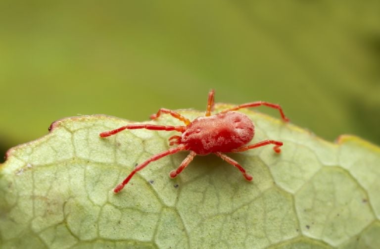 Ką reiškia, kai ant jūsų sienų atsiranda mažai raudonų klaidų?