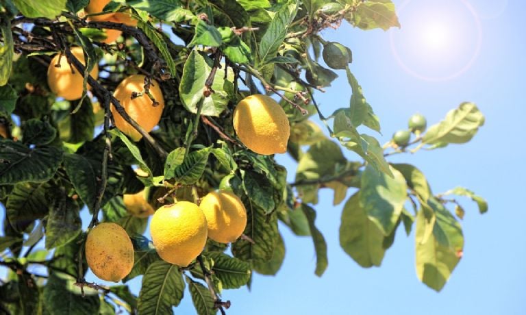 Kaip padaryti, kad jūsų pirmasis citrinų medis tarnautų visą gyvenimą
