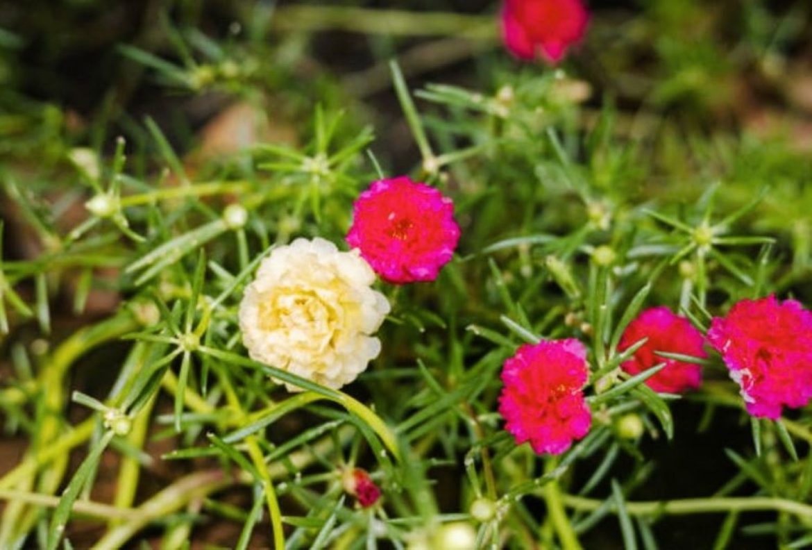 Pourpier à Grandes Fleurs