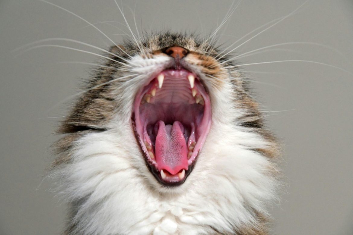 ¿Tu gato oculta un problema silencioso? Lo que su boca podría estar revelando sobre su salud
