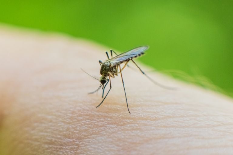 Nei lauro lapai, nei mėtos, tai yra aromatinis augalas, kurį turėtumėte turėti savo namuose, nes jis pašalins visus uodus iš jūsų sodo