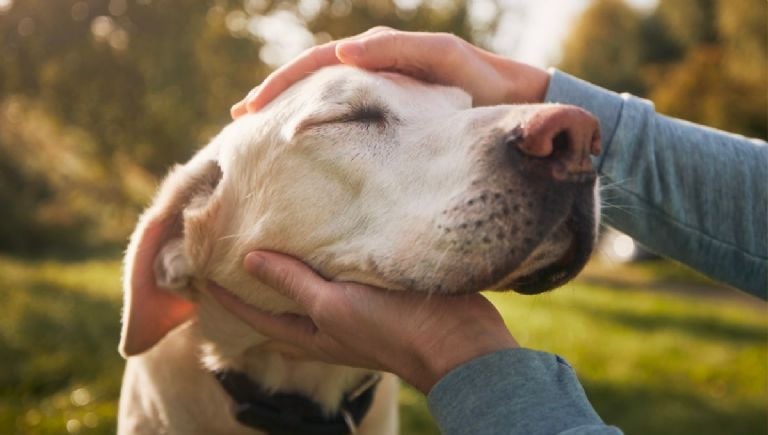 5 pagrindiniai klausimai, kuriuos reikia užduoti veterinarui, kad jis kuo geriau išnaudotų jūsų šuns ar katės apsilankymą