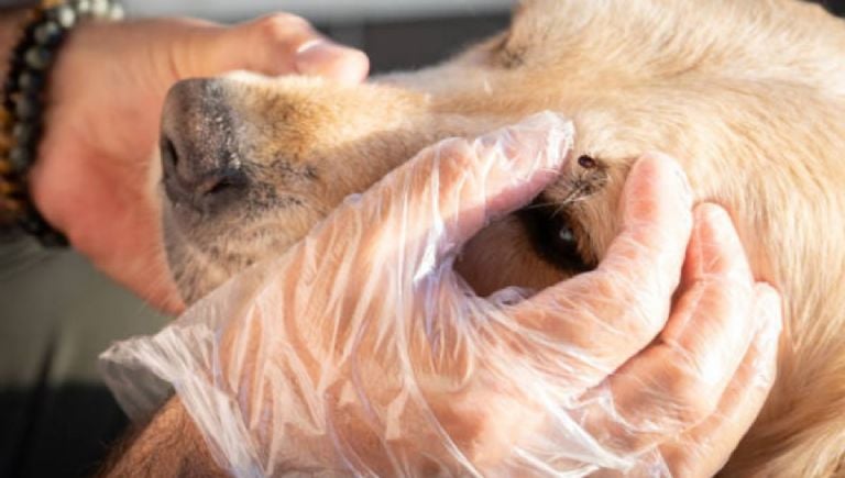 5 pagrindiniai klausimai, kuriuos reikia užduoti veterinarui, kad jis kuo geriau išnaudotų jūsų šuns ar katės apsilankymą