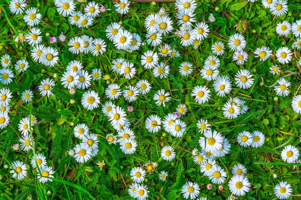 Daisy