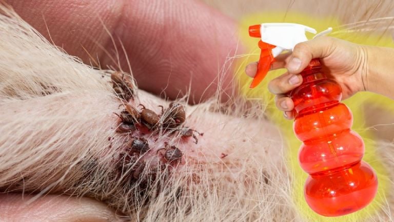 Augalas, kuris atbaido erkes jūsų sode ir taip pat turi labai gražią gėlę