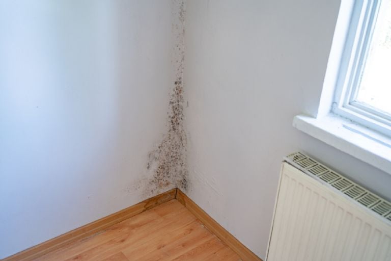 Šis vokiškas metodas, kuriuo pelėsis ant sienos pašalinamas visam laikui, nebėra problema.