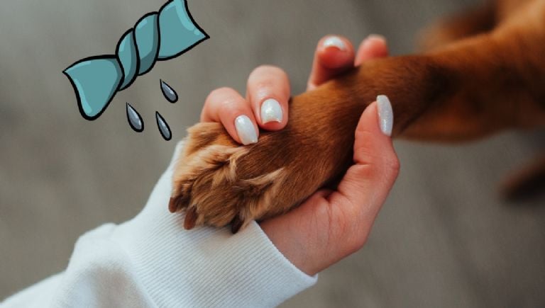 Veterinarijos gydytojų nutylima paslaptis apie tai, kaip išlaikyti švarų šunį jo nemaudant