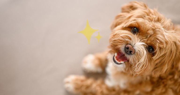 Veterinarijos gydytojų nutylima paslaptis apie tai, kaip išlaikyti švarų šunį jo nemaudant