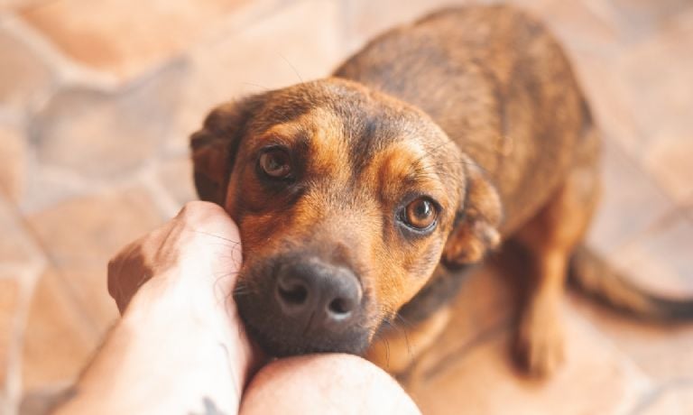 Štai paslėpta priežastis, kodėl jūsų šuo visur jus seka: pasak veterinarų