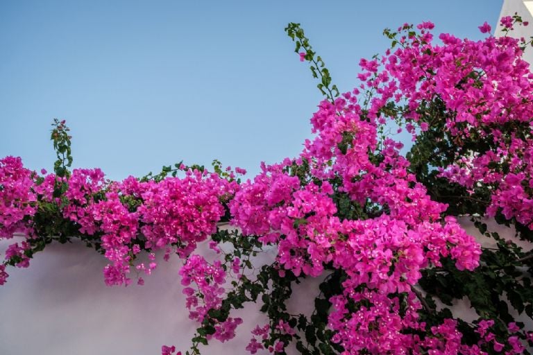 Pasirūpinkite, kad bugenvilijos šį pavasarį pražystų, naudodami šias 4 ingredientų namines trąšas.