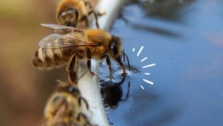Išgąsdinkite bites iš savo namų amžinai naudodami šį repelentą, pagrįstą 4 netoksiškais augalais
