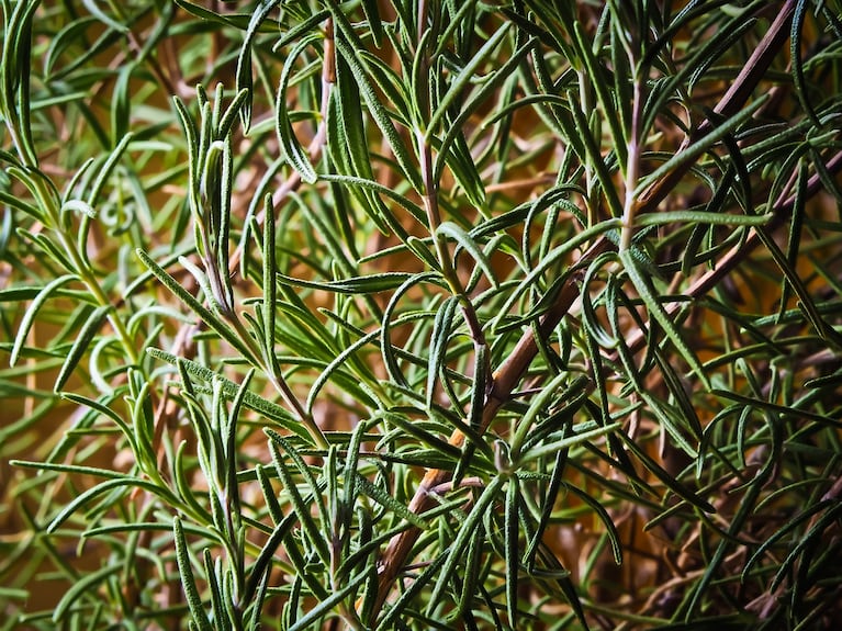 Rozmarino atveju idealas yra sodinti jį prieš rudenį. (Nuotrauka: Pixabay)