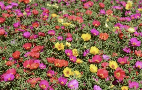 Portulaca Grandiflora