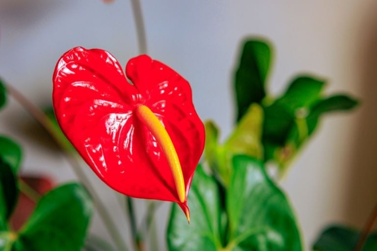 Ką reiškia, kai jūsų Anthurium gauna juodus lapus pagal specializuotus sodininkus?