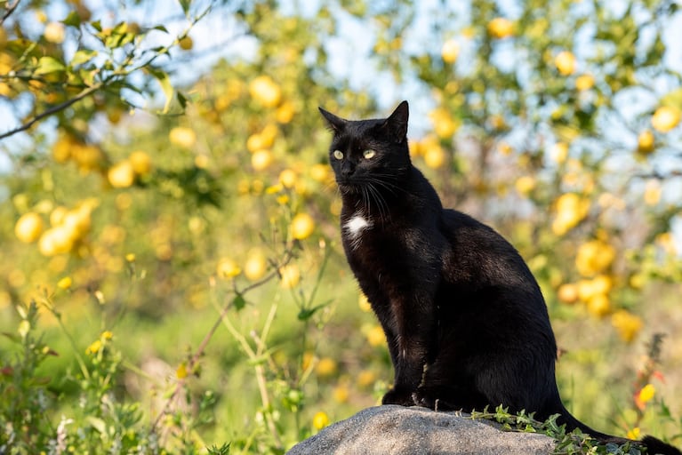 Nors katės linkusios būti vienišos, jos taip pat sugeba bendrauti ir priartėti prie kitų. (Nuotrauka: Pixabay)