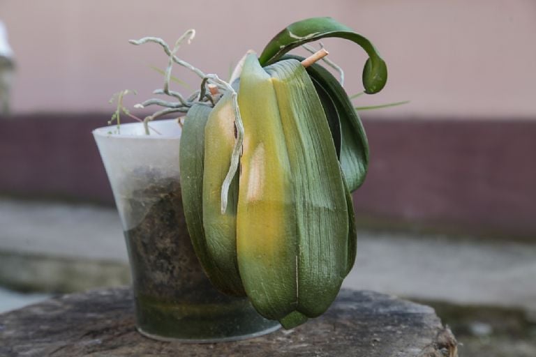 Kaip atgaivinti nudžiūvusias orchidėjas su šia namine trąša