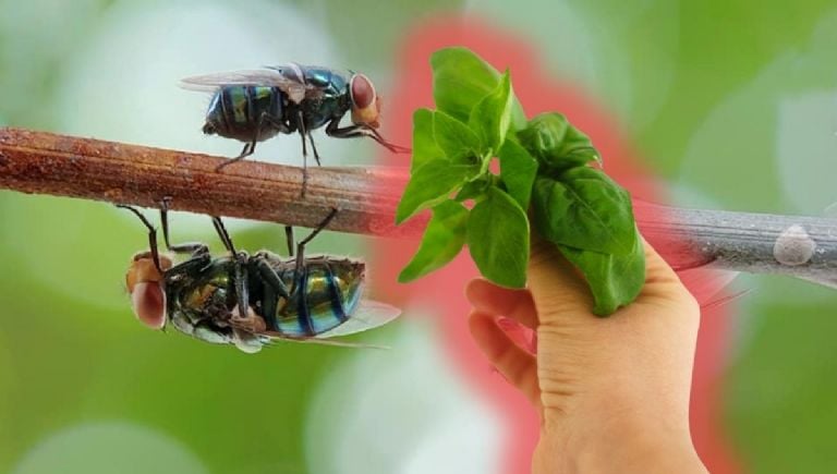 Su šiuo aromatingu augalu, kurį galite auginti net vazone, musės nebėra problema.