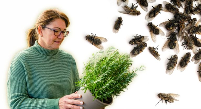 Su šiuo aromatingu augalu, kurį galite auginti net vazone, musės nebėra problema.