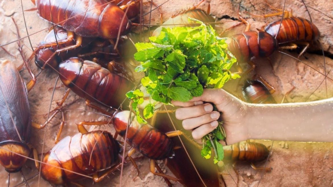 Lauro lapas yra ne daugiau: tai aromatinis augalas, kurį turėtumėte įdėti už durų, kad pašalintumėte tarakonus amžinai