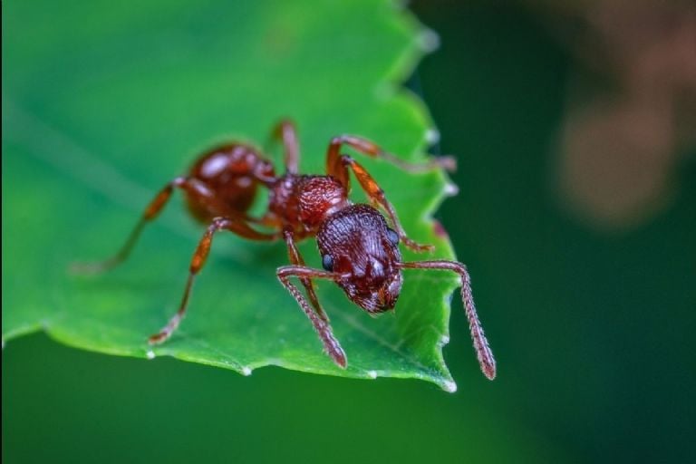 Naminis insekticidas, pagrįstas 1 virimo ingredientu, kuris pašalina skruzdes, kurios puola jūsų sodo augalus