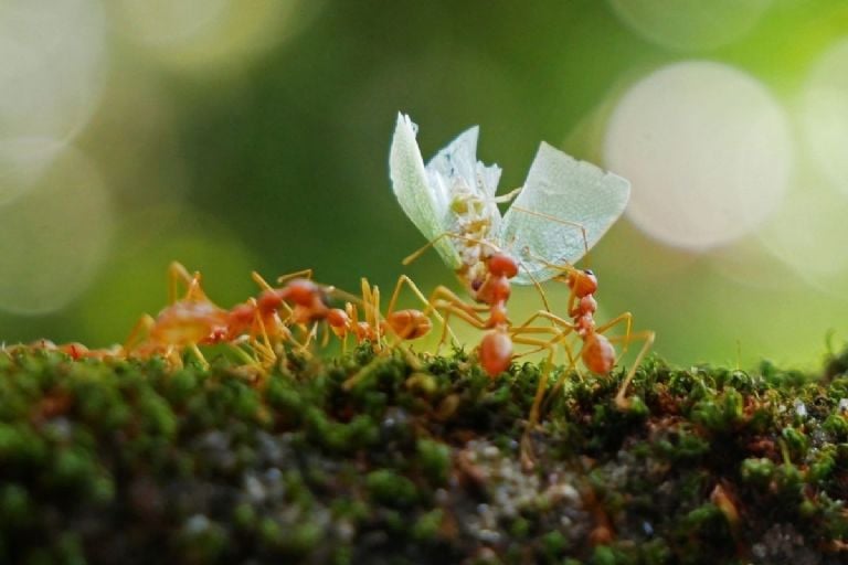Naminis insekticidas, pagrįstas 3 virimo ingredientais, kurie pašalina skruzdes pavasarį ir vasarą