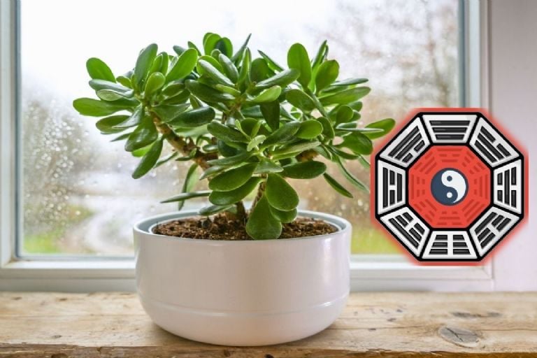 Nefrito medis: kur jį pastatyti namuose, kad pritrauktumėte sėkmės ir gausos, pagal Feng Shui