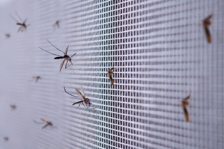 Nei lauro lapai, nei mėtos, tai yra aromatinis augalas, kurį turėtumėte turėti savo namuose, nes jis pašalins visus uodus iš jūsų sodo