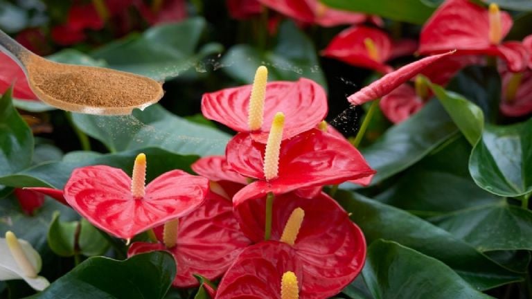 Anthuriums gali išvalyti orą 