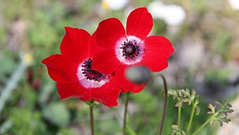 Kokia yra geriausia vieta įdėti anemonų gėles