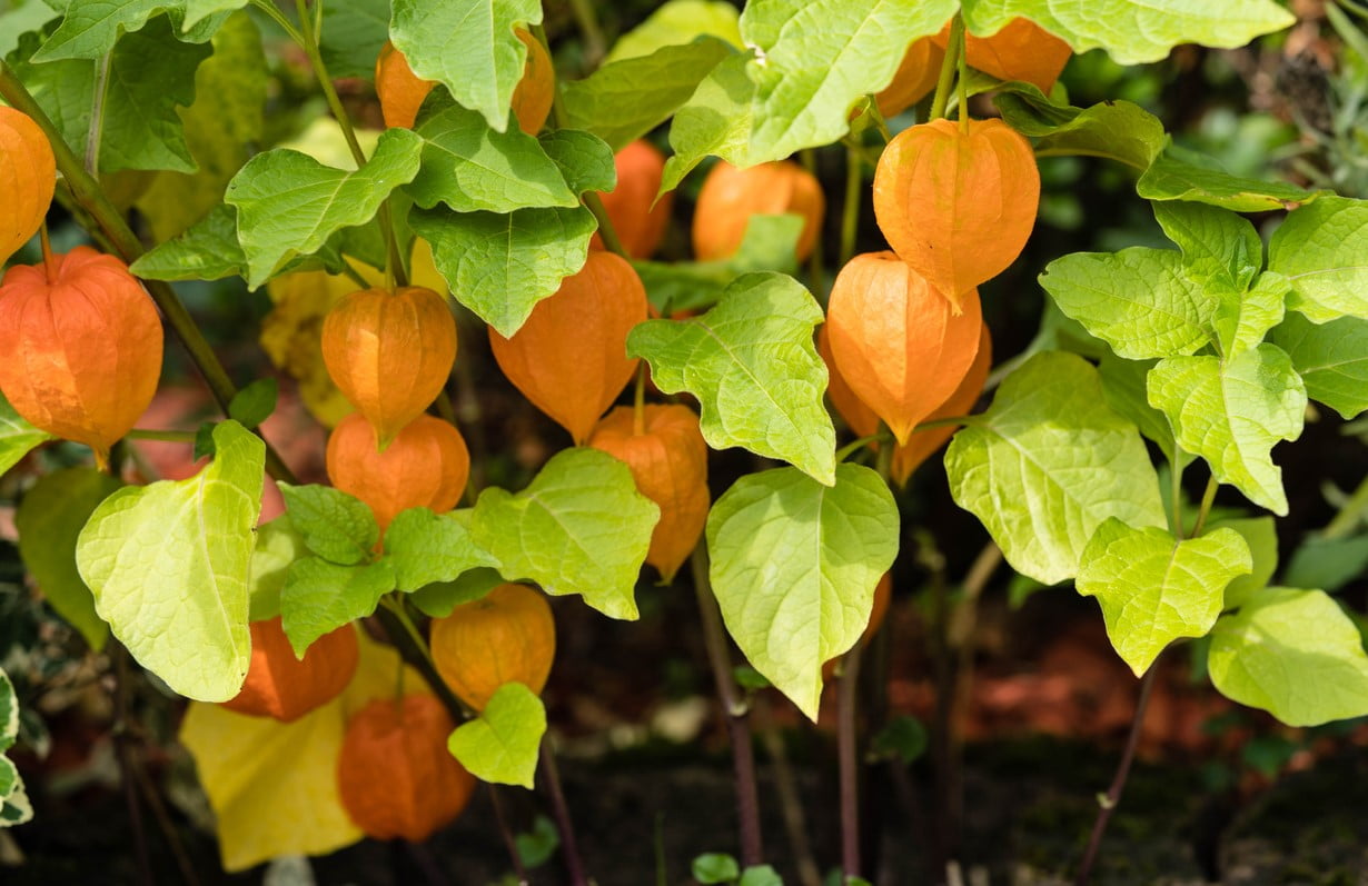 Physalis