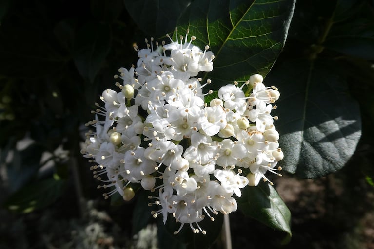 Durillo gėlė. (Nuotrauka: Pixabay).