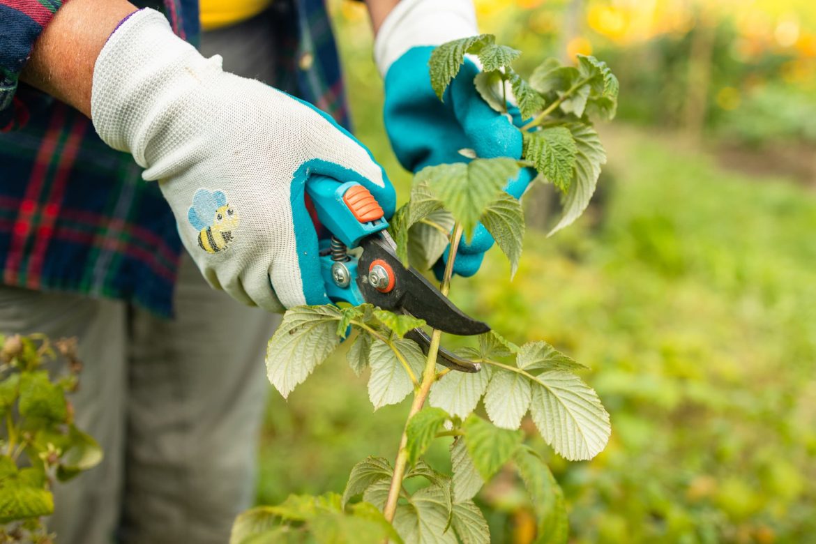 Jardiniers, méfiez-vous : ces 5 plantes ne doivent surtout pas être taillées en hiver