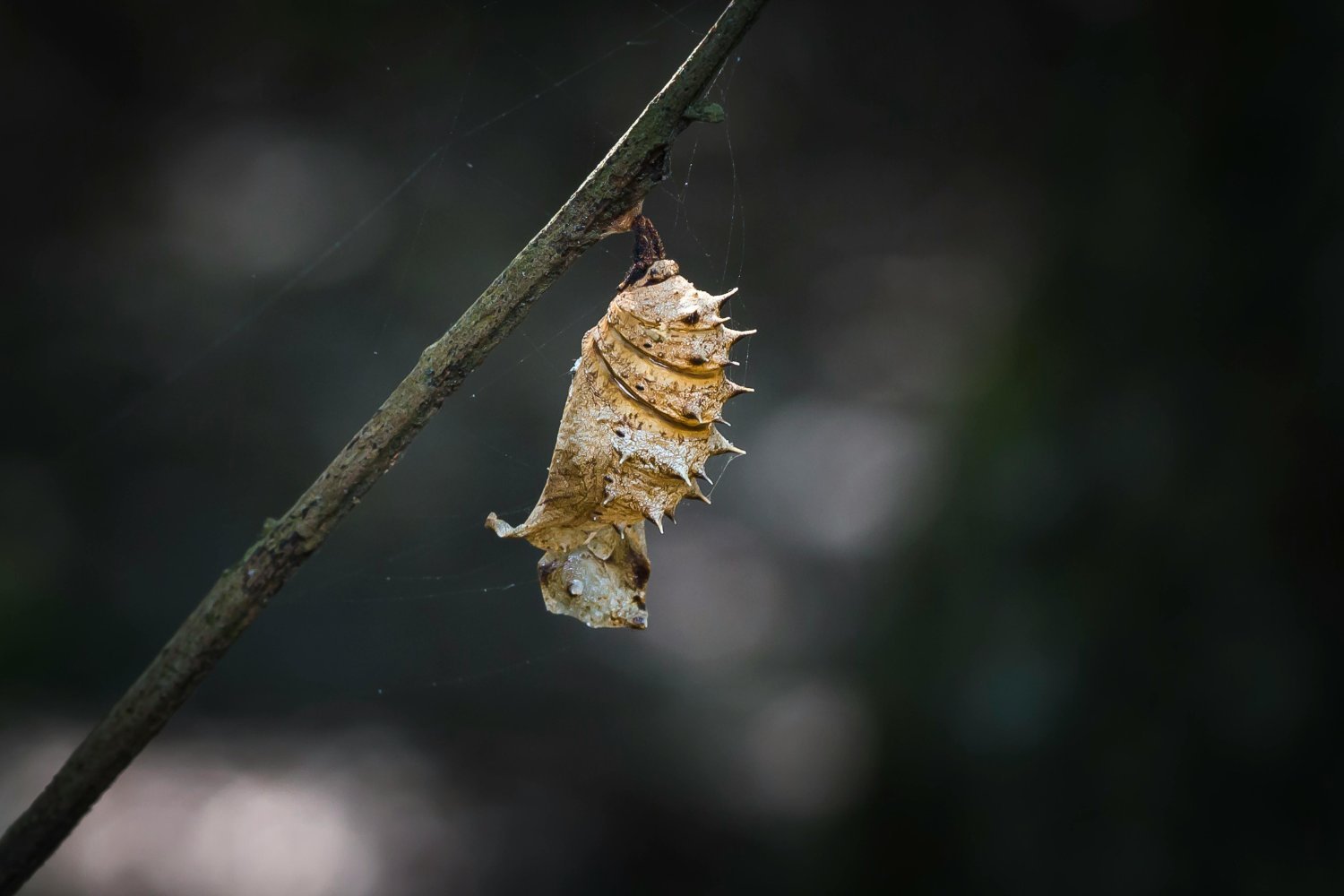 Tai, kas iš tikrųjų traukia kandis į jūsų namus, nėra tai, ką manote