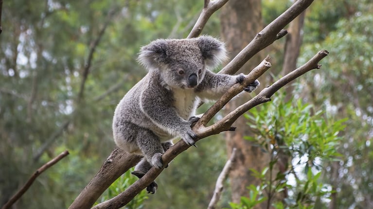 Koalas yra gyvūnai, kurie dalijasi šia savybe su žmonėmis. (Nuotrauka: