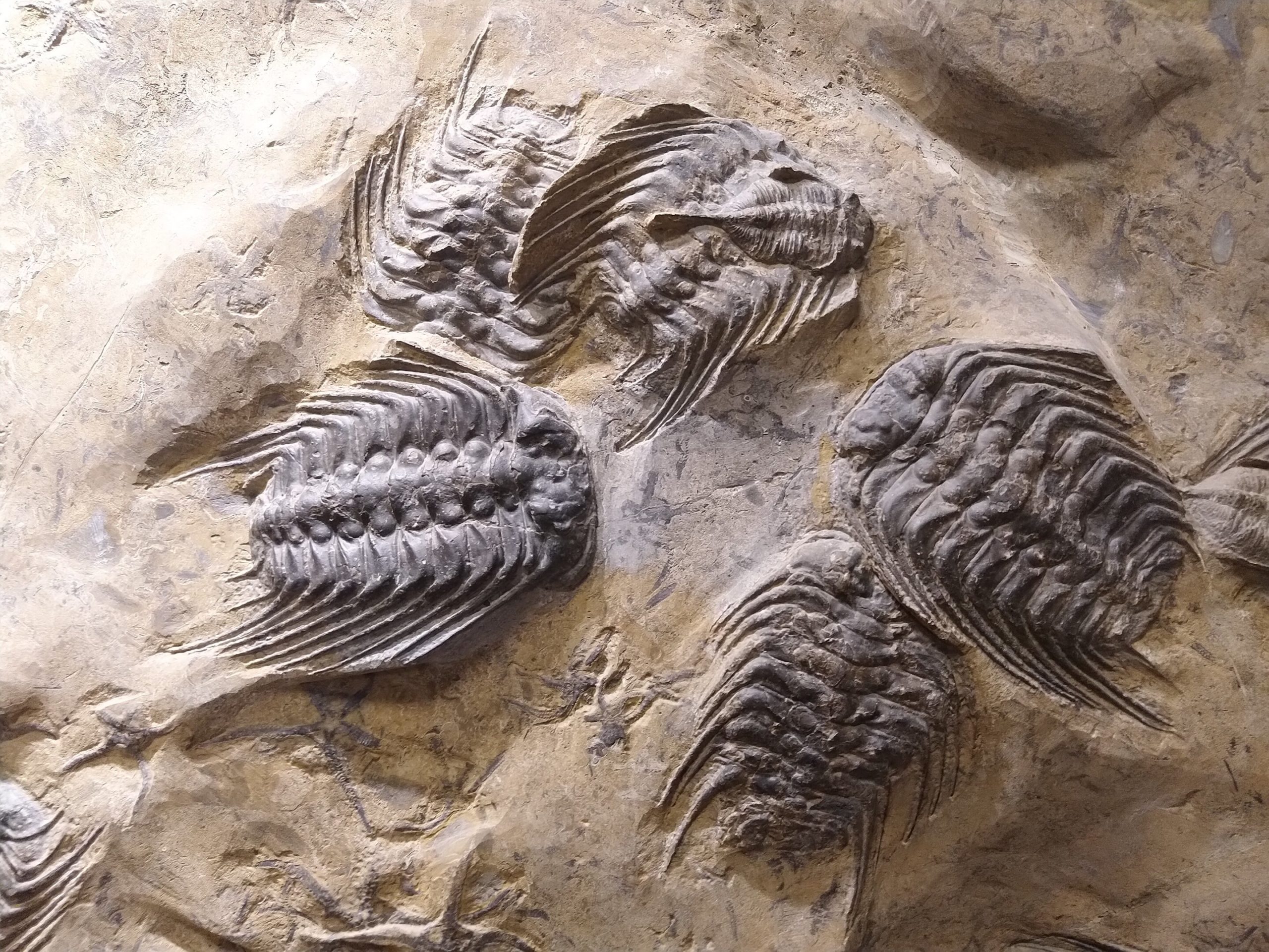Apstulbimas atradus naują civilizaciją, kuri visiems laikams pakeitė istorijos chronologiją