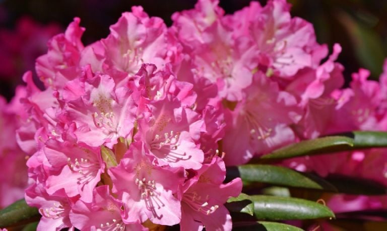 Nei virtuvėje, nei vonios kambaryje: kur turėtumėte pastatyti savo rododendrą, kad jis sprogtų gėlėmis