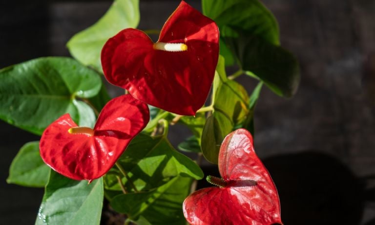 Kaip atgaivinti sergančią anthurium vos 3 žingsniais