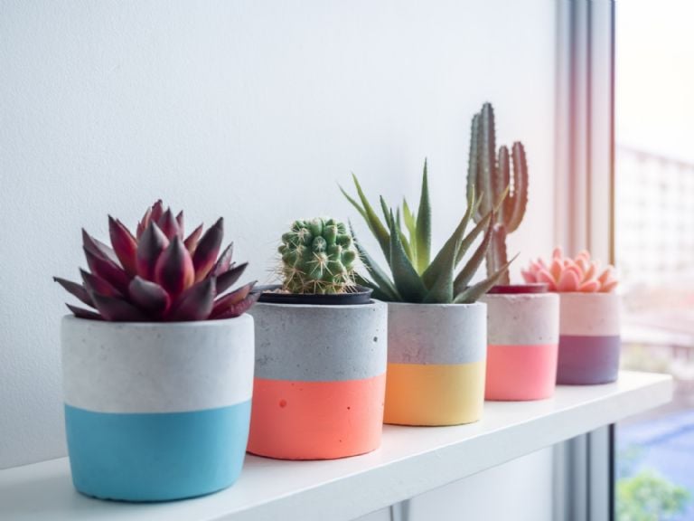 Ką reiškia turėti sultingą savo namuose, pasak Feng Shui