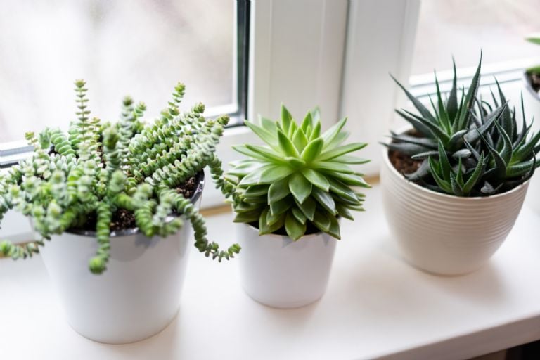 Ką reiškia turėti sultingą savo namuose, pasak Feng Shui