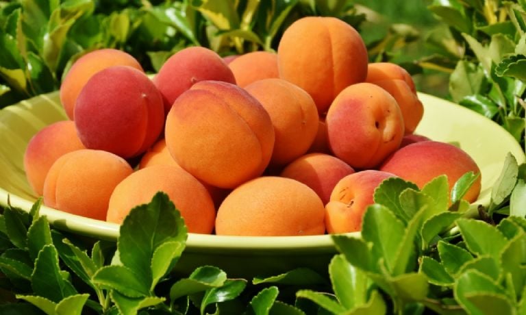 Kaip auginti persikų medį namuose, kad greitai sprogtų vaisiai