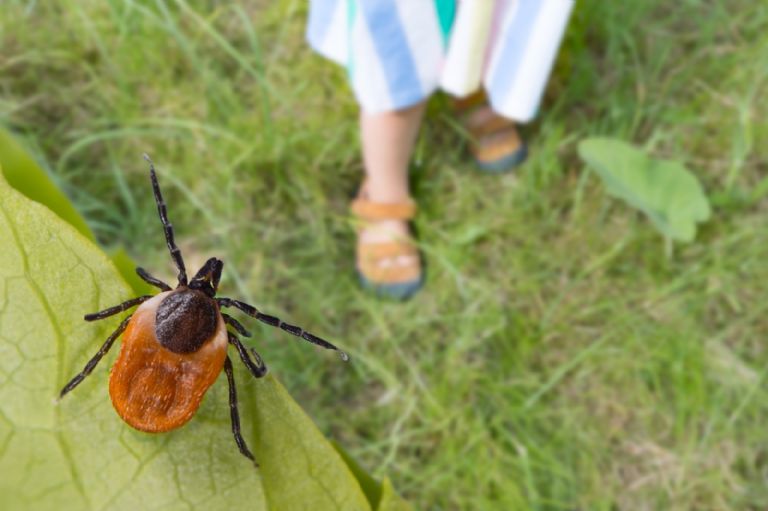 Erkių dienos sunumeruotos su šiuo žydinčiu augalu, kuris jas atbaido 100% natūraliu būdu